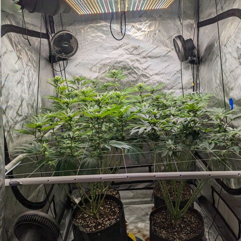 Permanent Marker x Gary Satan growlog timeline photo