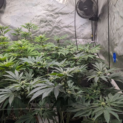 Permanent Marker x Gary Satan growlog timeline photo