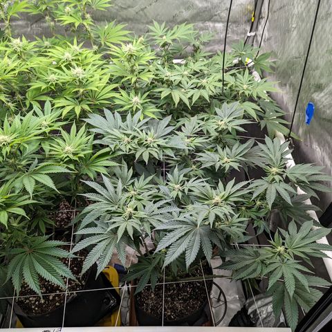 Permanent Marker x Gary Satan growlog timeline photo