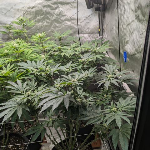 Permanent Marker x Gary Satan growlog timeline photo