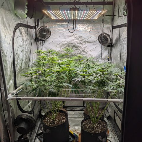 Permanent Marker x Gary Satan growlog timeline photo
