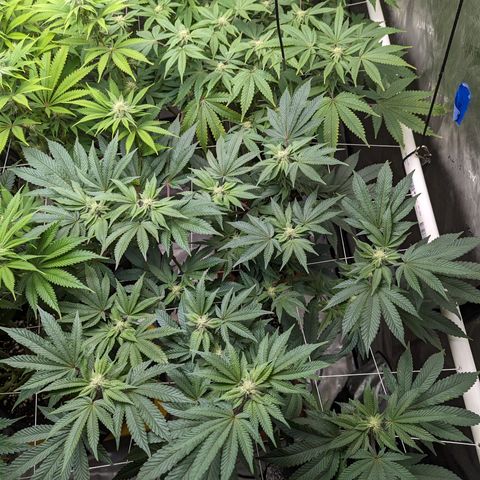 Permanent Marker x Gary Satan growlog timeline photo
