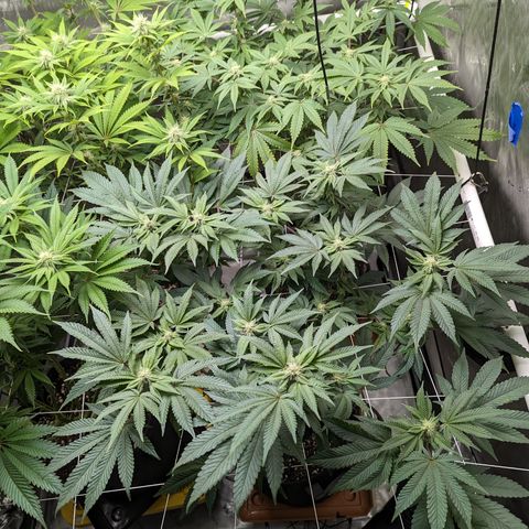 Permanent Marker x Gary Satan growlog timeline photo