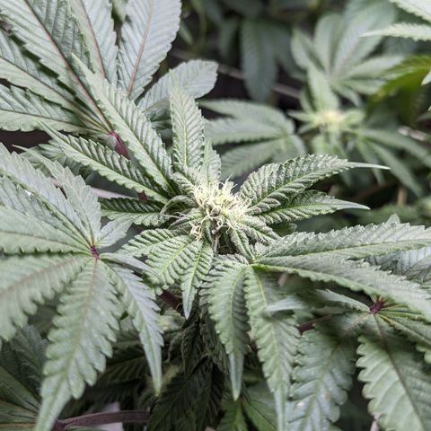 Permanent Marker x Gary Satan growlog timeline photo