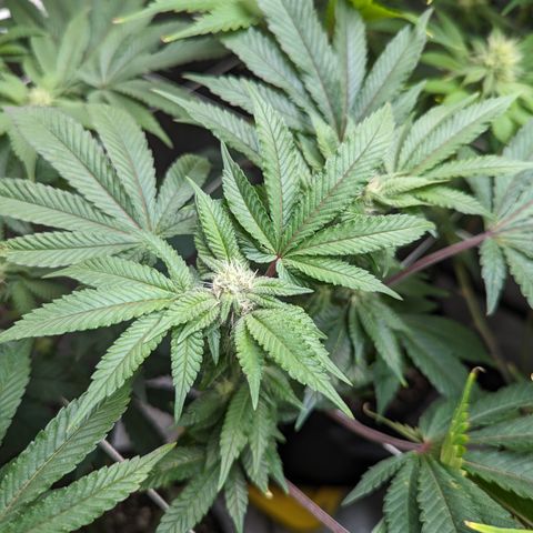 Permanent Marker x Gary Satan growlog timeline photo