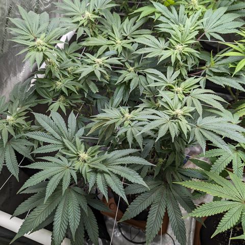 Permanent Marker x Gary Satan growlog timeline photo