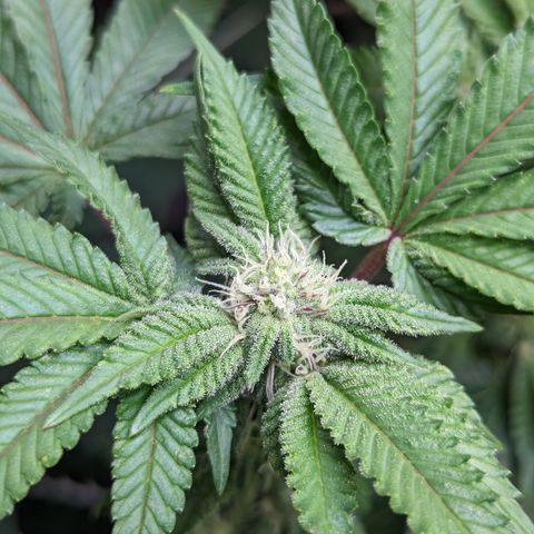 Permanent Marker x Gary Satan growlog timeline photo