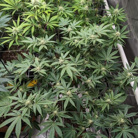 Permanent Marker x Gary Satan growlog timeline photo