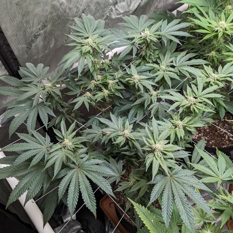 Permanent Marker x Gary Satan growlog timeline photo