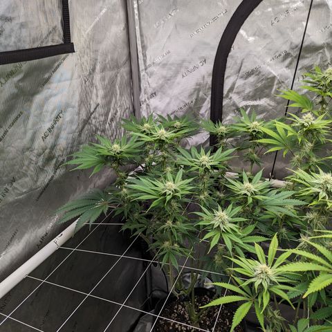 Permanent Marker x Gary Satan growlog timeline photo