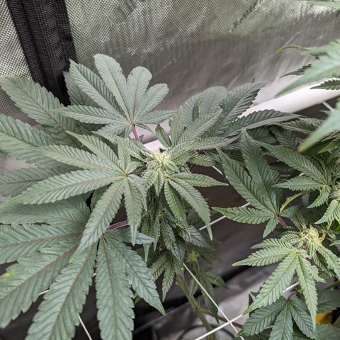 Permanent Marker x Gary Satan growlog timeline photo