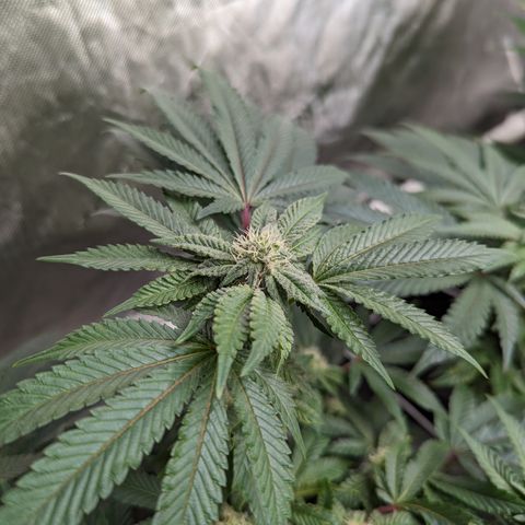 Permanent Marker x Gary Satan growlog timeline photo
