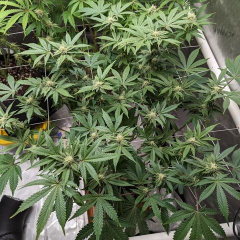 Permanent Marker x Gary Satan growlog timeline photo