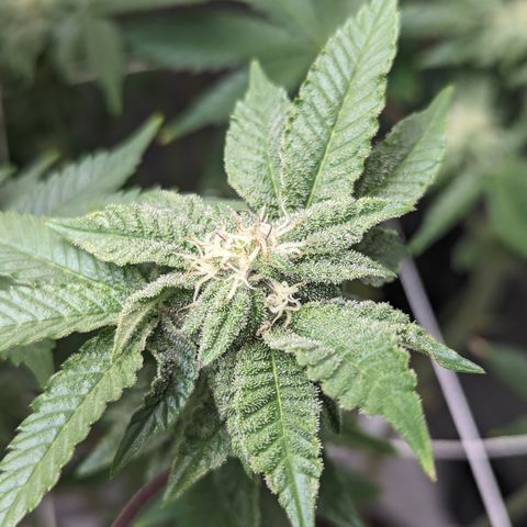 Permanent Marker x Gary Satan growlog timeline photo
