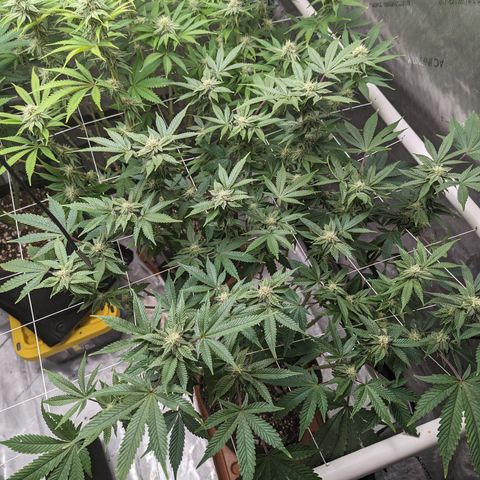 Permanent Marker x Gary Satan growlog timeline photo