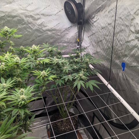 Permanent Marker x Gary Satan growlog timeline photo