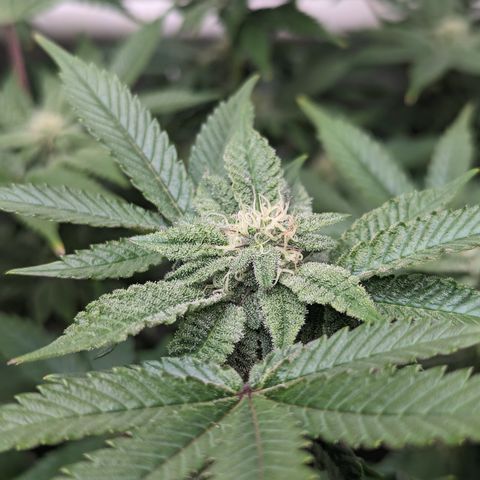 Permanent Marker x Gary Satan growlog timeline photo