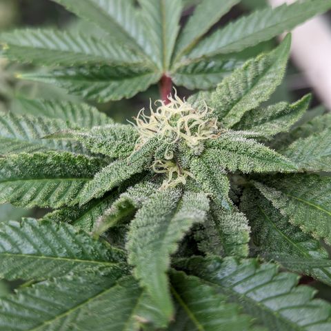 Permanent Marker x Gary Satan growlog timeline photo