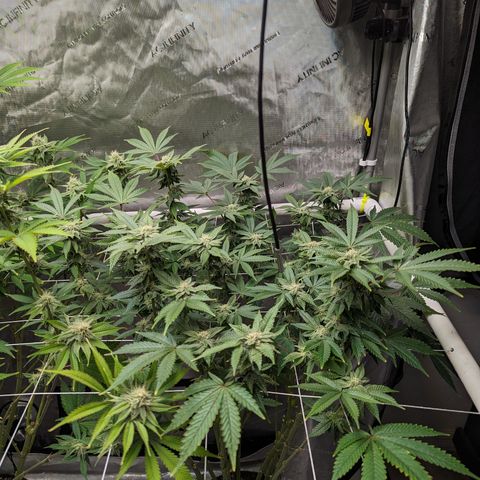 Permanent Marker x Gary Satan growlog timeline photo