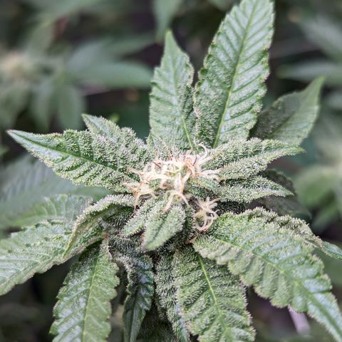 Permanent Marker x Gary Satan growlog timeline photo