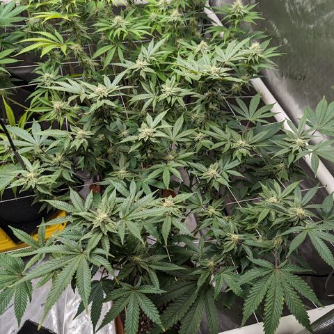 Permanent Marker x Gary Satan growlog timeline photo