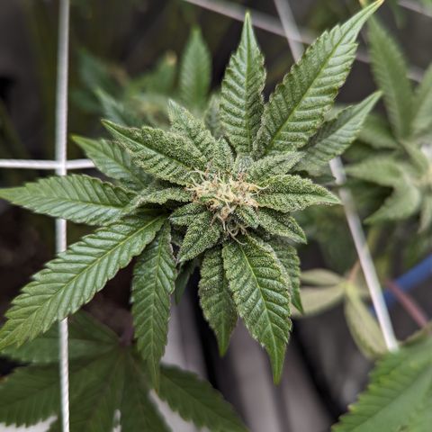 Permanent Marker x Gary Satan growlog timeline photo