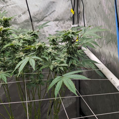 Permanent Marker x Gary Satan growlog timeline photo