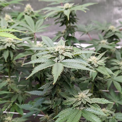 Permanent Marker x Gary Satan growlog timeline photo