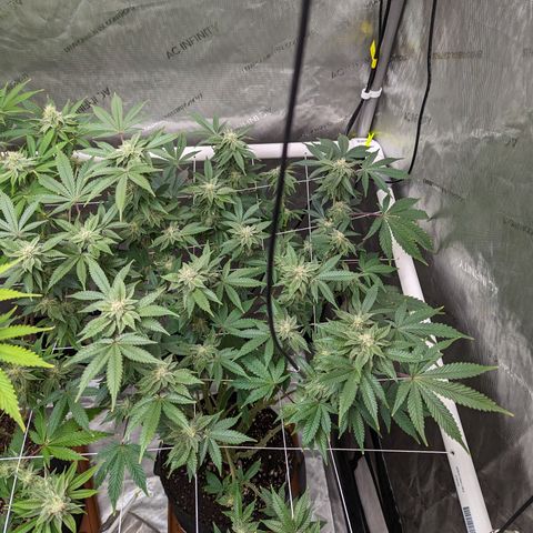 Permanent Marker x Gary Satan growlog timeline photo