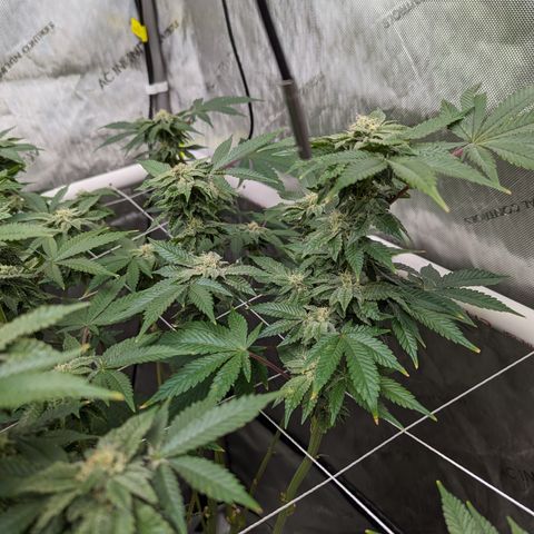 Permanent Marker x Gary Satan growlog timeline photo