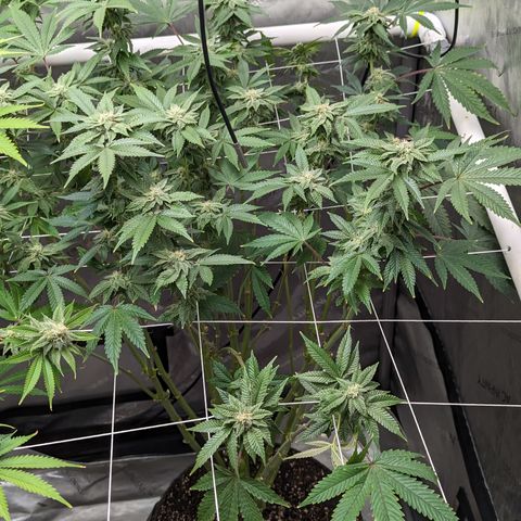 Permanent Marker x Gary Satan growlog timeline photo