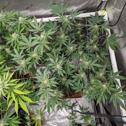 Permanent Marker x Gary Satan growlog timeline photo