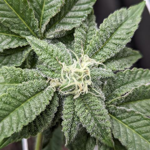 Permanent Marker x Gary Satan growlog timeline photo