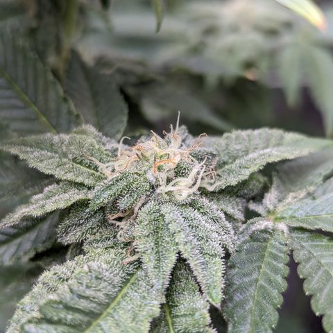 Permanent Marker x Gary Satan growlog timeline photo