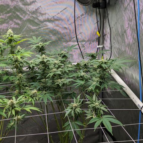 Permanent Marker x Gary Satan growlog timeline photo