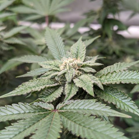 Permanent Marker x Gary Satan growlog timeline photo