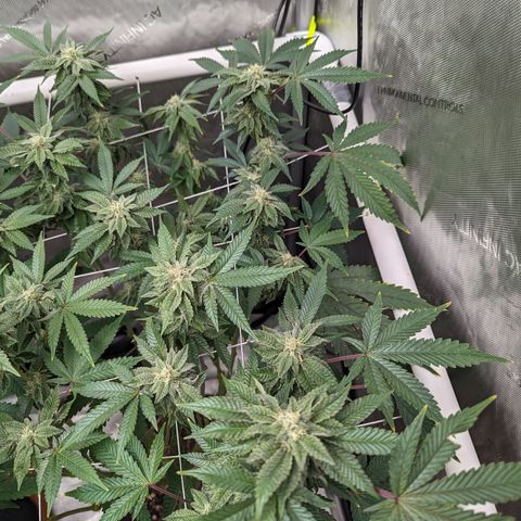 Permanent Marker x Gary Satan growlog timeline photo