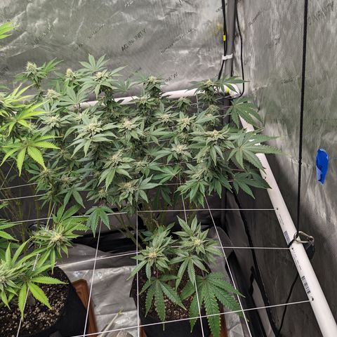 Permanent Marker x Gary Satan growlog timeline photo