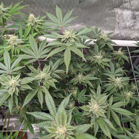 Permanent Marker x Gary Satan growlog timeline photo