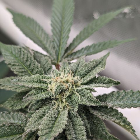 Permanent Marker x Gary Satan growlog timeline photo