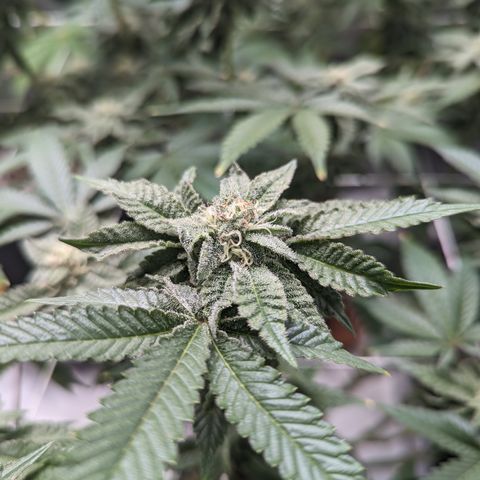 Permanent Marker x Gary Satan growlog timeline photo