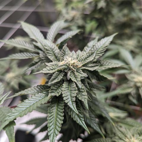 Permanent Marker x Gary Satan growlog timeline photo
