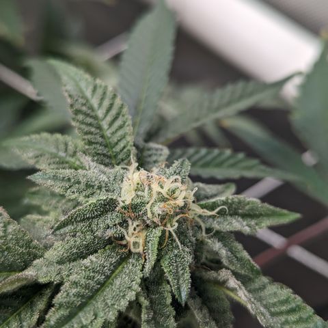 Permanent Marker x Gary Satan growlog timeline photo