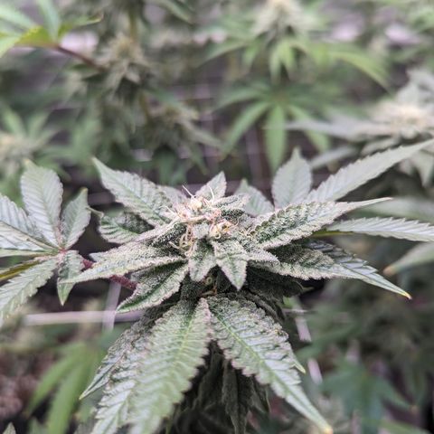 Permanent Marker x Gary Satan growlog timeline photo
