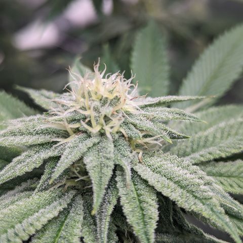 Permanent Marker x Gary Satan growlog timeline photo
