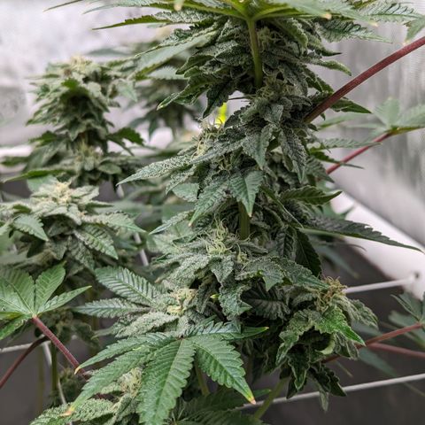 Permanent Marker x Gary Satan growlog timeline photo