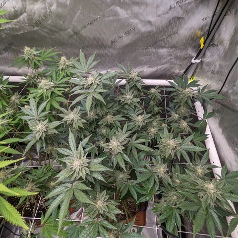 Permanent Marker x Gary Satan growlog timeline photo