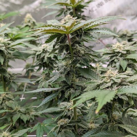 Permanent Marker x Gary Satan growlog timeline photo