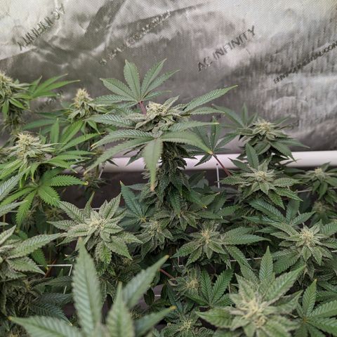 Permanent Marker x Gary Satan growlog timeline photo
