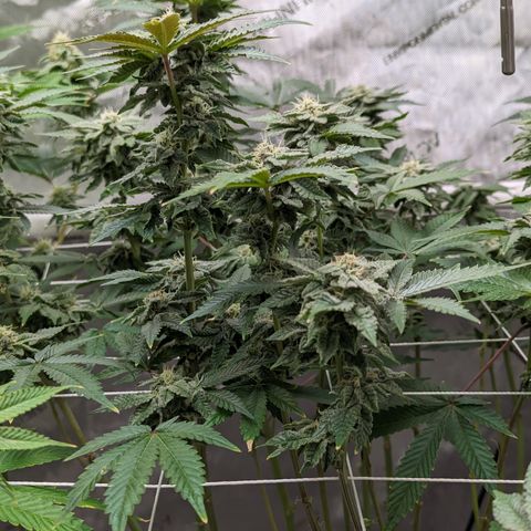 Permanent Marker x Gary Satan growlog timeline photo